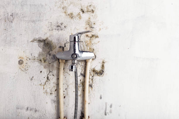 Best Commercial Mold Removal  in Mccoll, SC