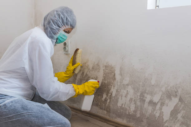 Best Mold Damage Repair  in Mccoll, SC