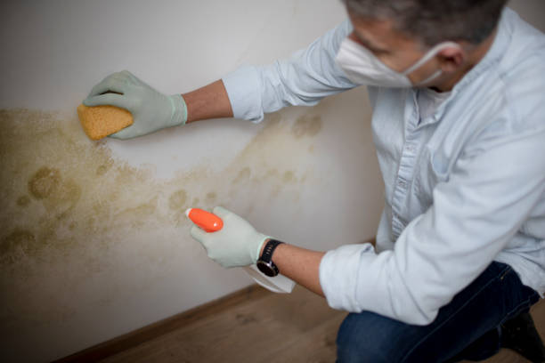 Best Mold Removal Company Near Me  in Mccoll, SC