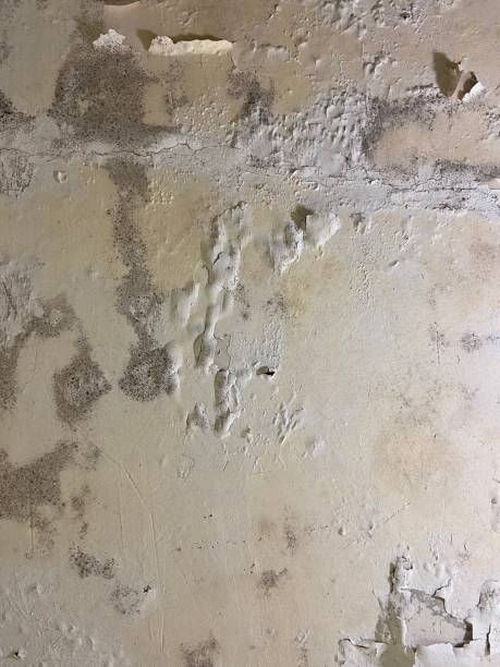 Attic Mold Removal in Mccoll, SC