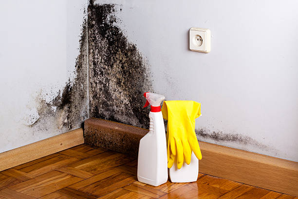 Trusted Mccoll, SC Mold Removal Experts