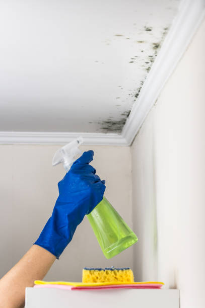 Best Local Mold Removal Service  in Mccoll, SC